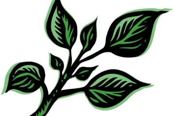 Albahaca.