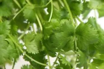 Hojas de cilantro fresco.