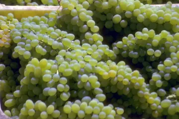 Uvas blancas vendimiadas.