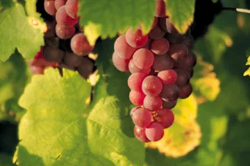 Uvas tintas en la vid.