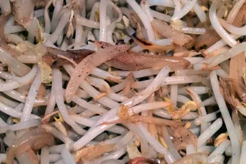 Brotes de soja salteados.