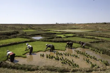 Un campo de arroz en Madagascar.