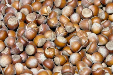 Avellanas con cáscara.
