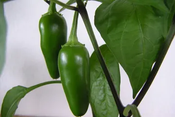 Chiles jalapeños madurando.