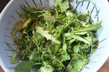 Plantas silvestres comestibles.
