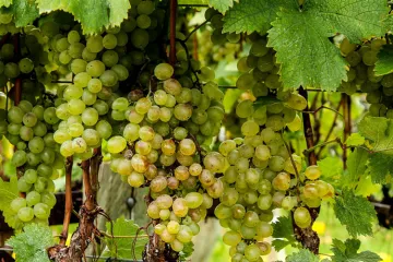 Uvas blancas en la viña.