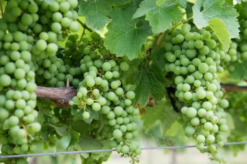 Uvas Chardonnay madurando en la vid.
