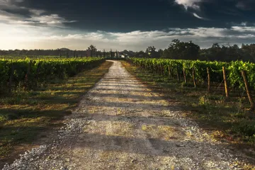Viñedo italiano.