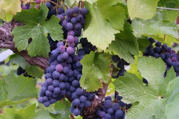 Uvas púrpura de Oregón, uvas de mesa.
