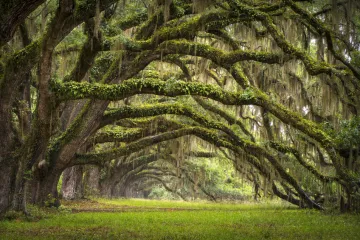 Avenida de los robles en la Plantación de Charleston, Carolina del Sur.