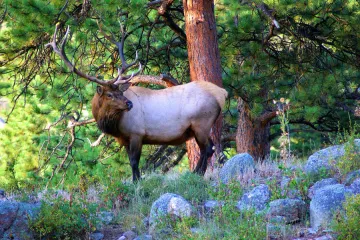 Wapiti o alce de Colorado, cervus canadiensis.