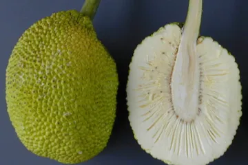 Fruto del pan seccionado, vista de la corteza y de la pulpa.