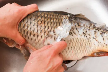 Desescamando una carpa.