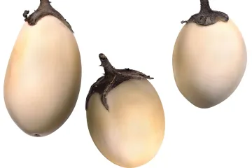 Berenjenas blancas globosas.