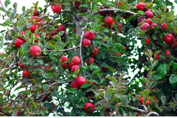 Manzano cargado de manzanas de la variedad Red Delicious.