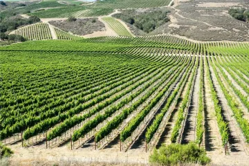 Viñedos californianos.
