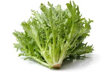 Escarola.