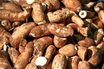 Raíces tuberosas de mandioca.