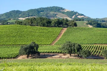 Viñedos en Sonoma, California.