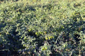 Detalle de un campo de garbanzos.
