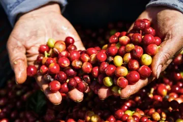 Café costarricense recién recogido.