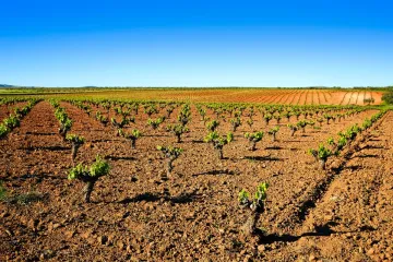 Viñedo en Extremadura.