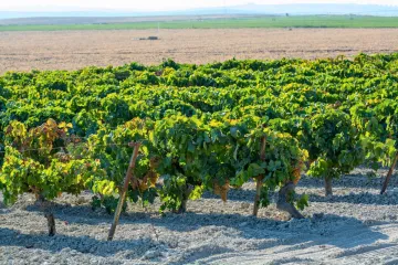 Viñedo en Jerez.