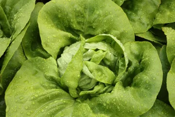 Lechuga bibb.