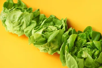 Lechuga trocadero.