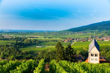 Viñedo en la Alsacia, Francia.