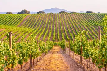 Un viñedo en la región del Alentejo.