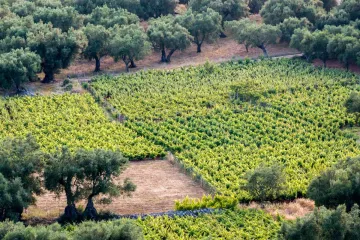 Un viñedo griego con olivos al lado de la zona plantada con viñas.