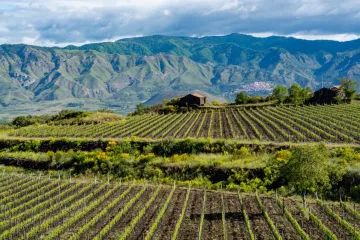 Vista de un viñedo siciliano en la región del Etna.