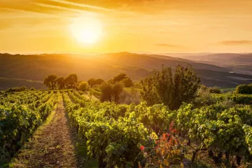 Vista de un viñedo en la Toscana al atardecer, hora dorada.