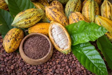 Mazorcas de cacao amarillas y verdes con una mazorca abierta que muestra la pulpa blanca, rodeadas de granos secos y un cuenco con fragmentos de cacao.