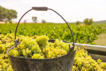 Cubo metálico lleno de racimos de uva chardonnay recién vendimiados, con un viñedo verde de fondo bajo un cielo nublado.