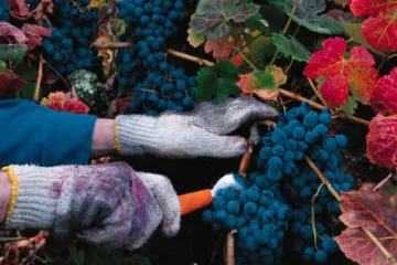 Uvas tintas.