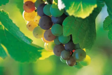 Uvas blancas.