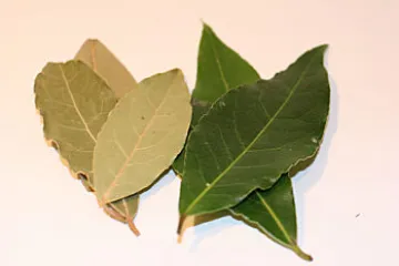 Hojas de laurel seco y hojas de laurel fresco.