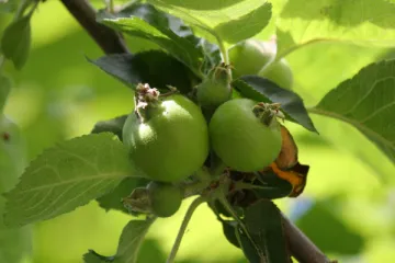Manzanas para cocina madurando en el árbol.
