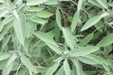 Salvia.