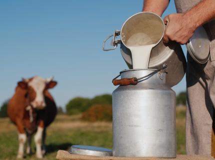 Un granjero echa la leche recién ordeñada en un contenedor de tamaño más grande.
