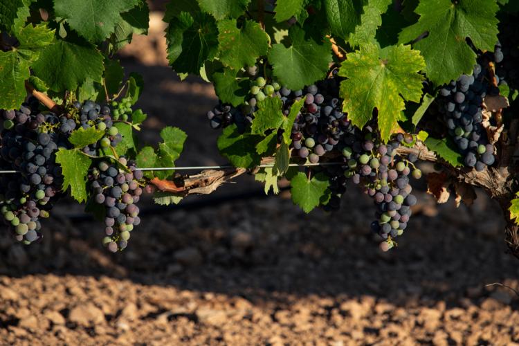 Uvas del campo de Murcia madurando en la vid.