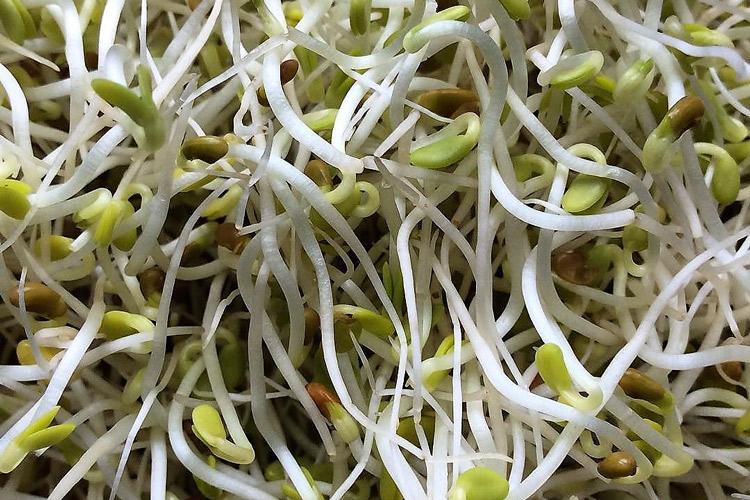 Brotes de alfalfa.