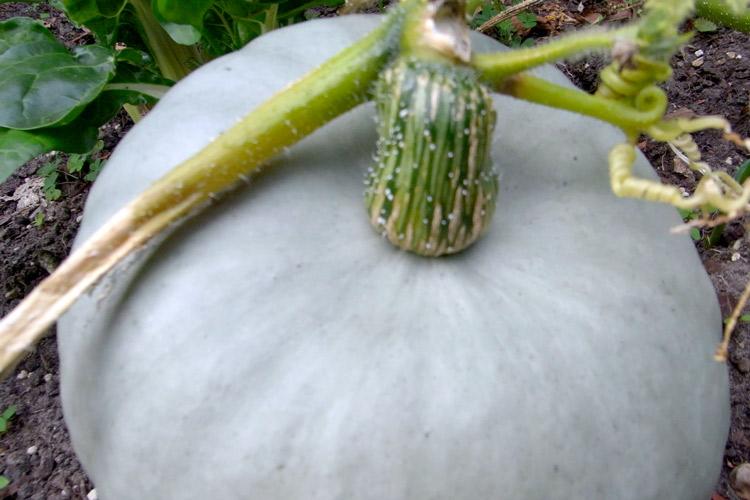 Calabaza creciendo.