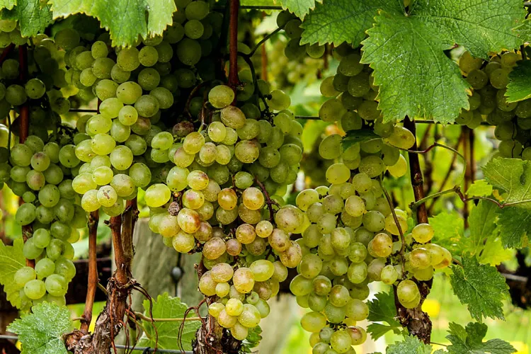 Vista cercana de uvas blancas.