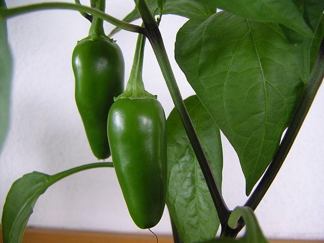 Chiles jalapeños madurando.