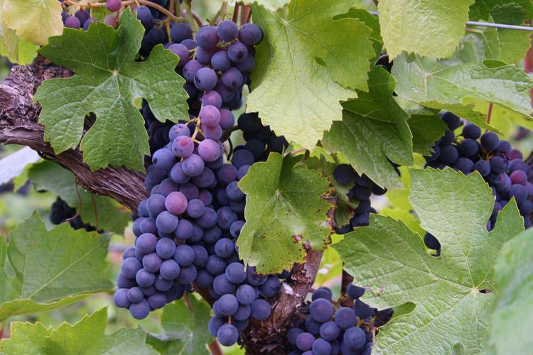 Uvas tintas en la viña.