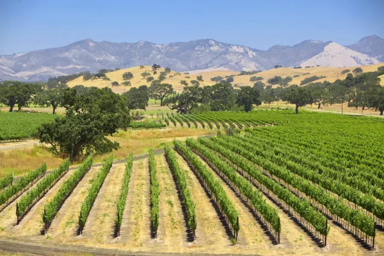 Vista de un viñedo en California.