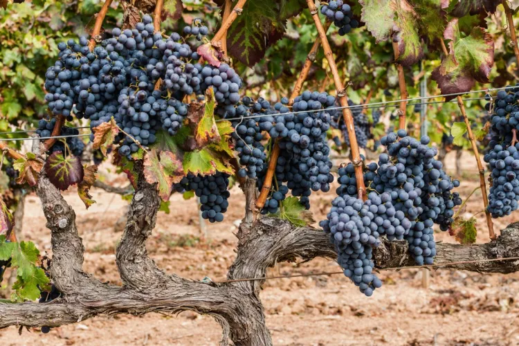 Vista cercana de unas uvas garnachas creciendo en el Priorato.